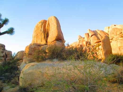 The two moai shaped boulders are the focal point near the Joshua trees.