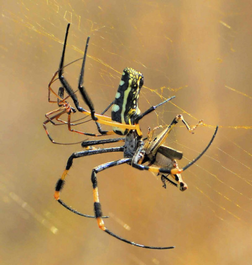 Male Golden Orb Spider -stealthily approach the female at the back after a courtship Dance
