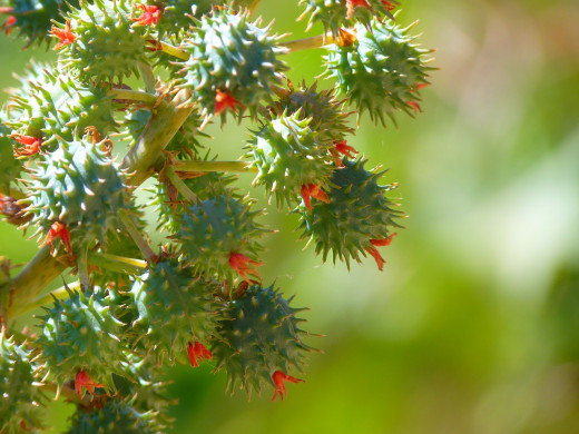 Castor Oil Plant