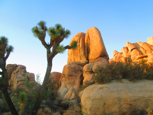 The Joshua tree with sandy boulders behind it.