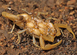 Scorpion Babies in Mother's Back