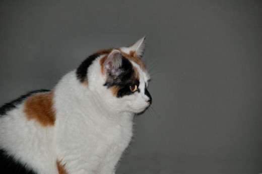 are tortoiseshell and calico cats the same