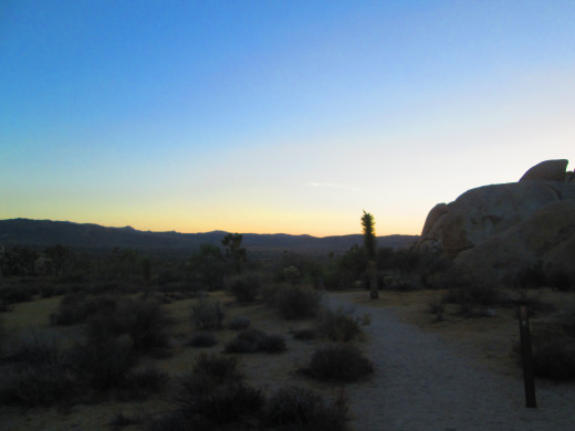 The little Joshua tree with the beginning of sunset.