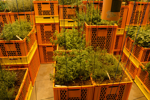 Fresh Herbs