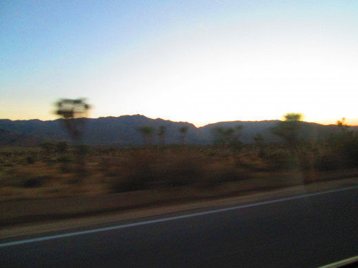  The Joshua trees are zooming by. 