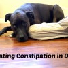 Vet-Approved Home Remedies for Dog Constipation