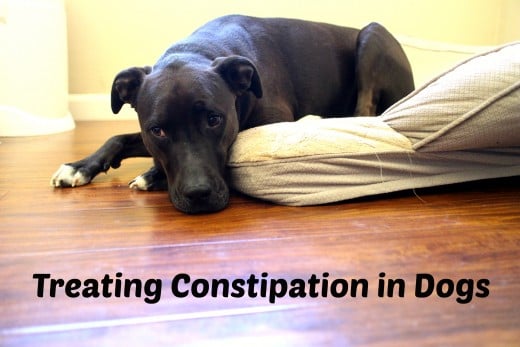 Is it safe to treat dog diarrhea at home?