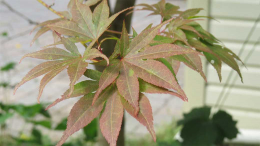 Late summer leaves of deciduous Red Maple Tree, "Acer rubrum" (Latin name). 