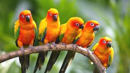 Jurong Bird Park