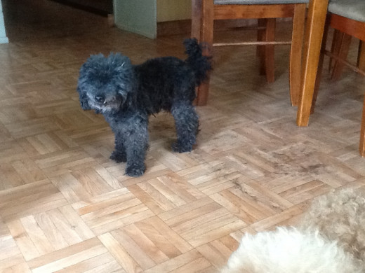 Jackson, one of the toy poodles