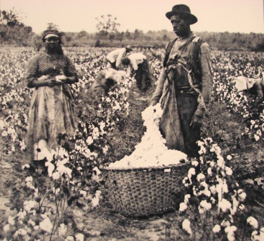 Slaves On A Cotton Plantation