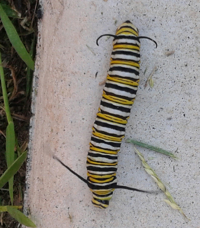 Monarch Butterfly Caterpillar on Mel's back patio.