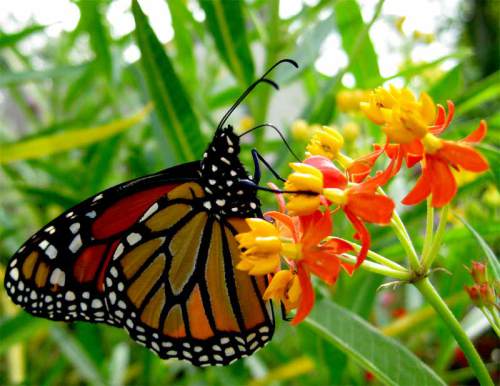 Tropical Milkweed - Common in So Cal Butterfly Gardens