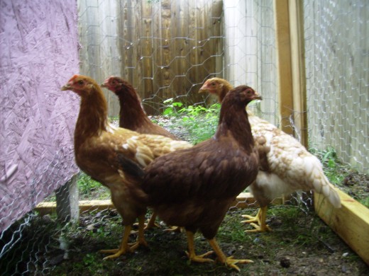 Our young hens form a tight clique