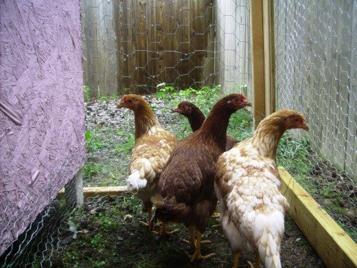 Our hens today; how quickly they grow!
