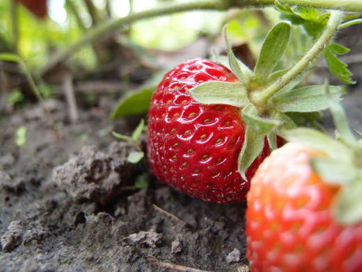 Ukrainian strawberry