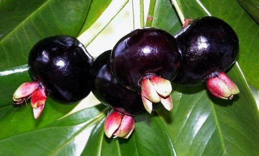 Do You Know this Fruit?