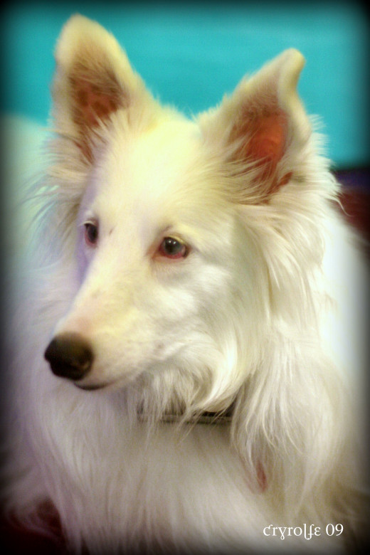 What is a Double Merle Dog? The Dangers of Merle to Merle Breeding