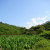 Taiwan Easter Region: clean, no pollution and rich in agricultural products. Taiwan Easter Region: clean, no pollution and rich in agricultural products.