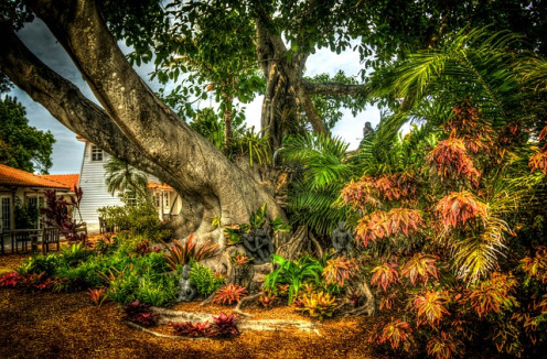 Banyan -or peepal-tree