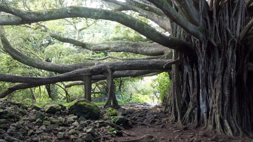 Peepal-tree In Hawai