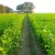 Histry has proven that, Only agriculture can produce surplus output for a long time Histry has proven that, Only agriculture can produce surplus output for a long time