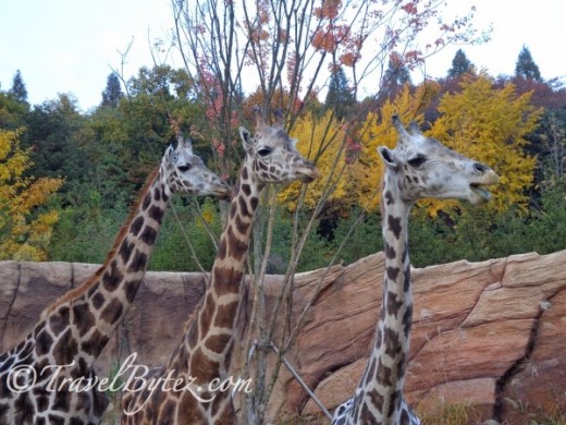 Zootopia Safari