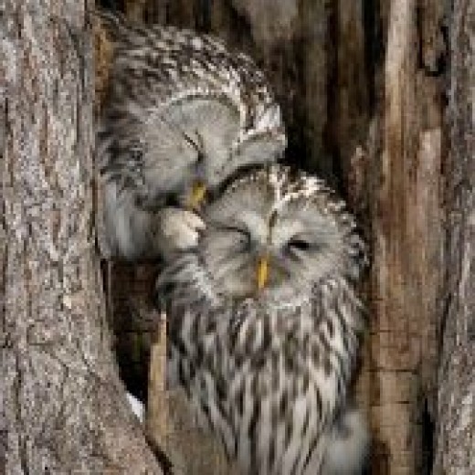 Top Ten Cutest Japanese Wild Animals | Owlcation