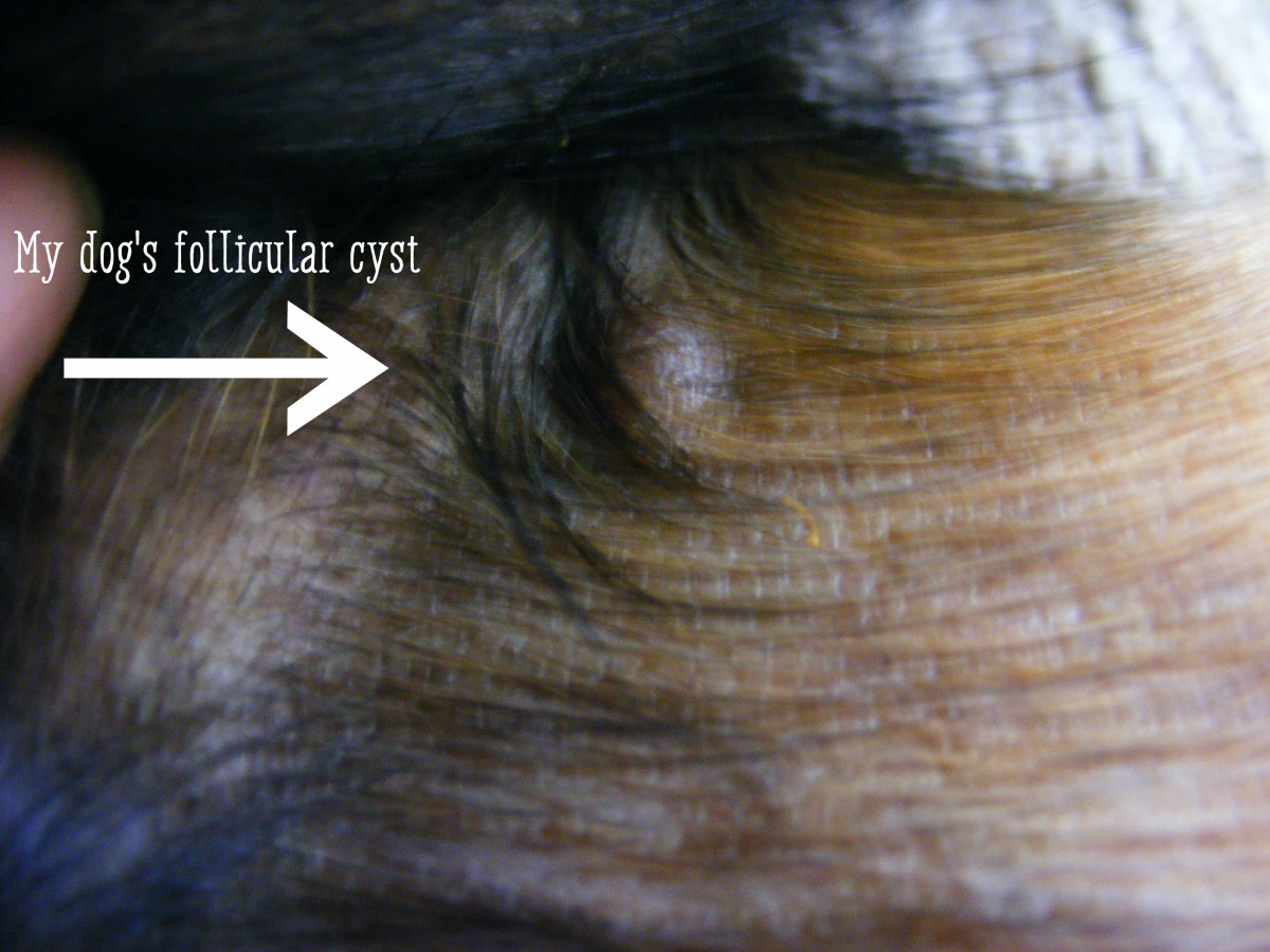Understanding Sebaceous Cysts In Dogs  What Are They And