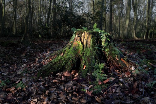 Tree Stump