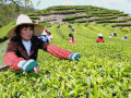 6 Interesting Facts About Chinese Tea