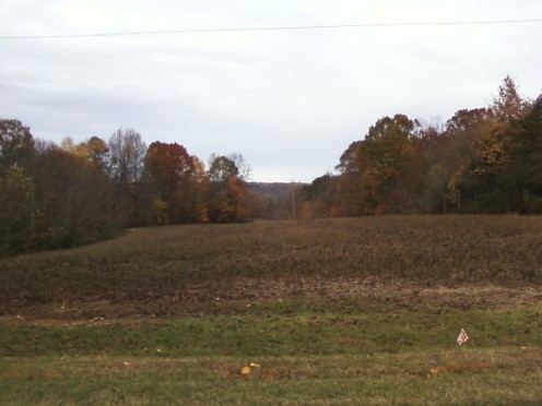 I took this photograph on November 7th 2015. This next generation of crops that was planted after the crop circle was cut down now appears to be ready for harvest as well. However for some strange reason the farmer doesn't seem to be in a hurry now.