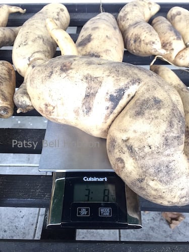 How to grow big sweet potatoes First look for large harvest varieties. This potato ia a white fleshed "O'Henry". 