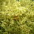 Rhus Javanica flower and Bee 2 Rhus Javanica flower and Bee 2