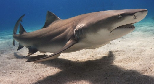 The Lemon shark (Negaprion brevirostris) is a large tropical feeder that seldom poses a threat to man, because the animal is a night feeder. In fact, lemon sharks are often caught for their meat and valuable skin.