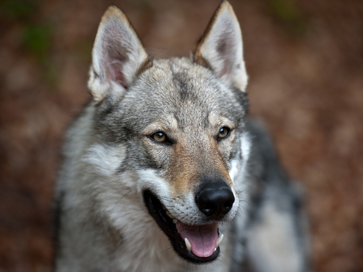 10 Dog Breeds That Look Like Wolves PetHelpful