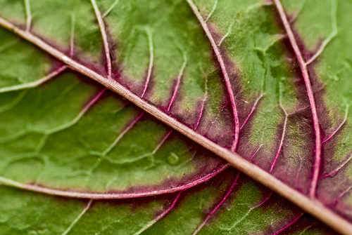 The beauty of a red spinach leaf, by Stewart