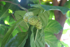 Amazing Benefits of Noni (Indian Mulberry, Hog Apple)
