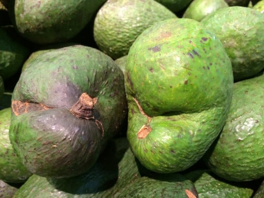 Boron deficiency in Avocados resulting in lumpy, malformed fruits.