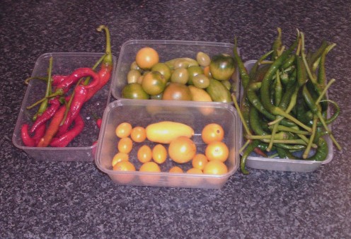 End of growing season tomatoes and chillies