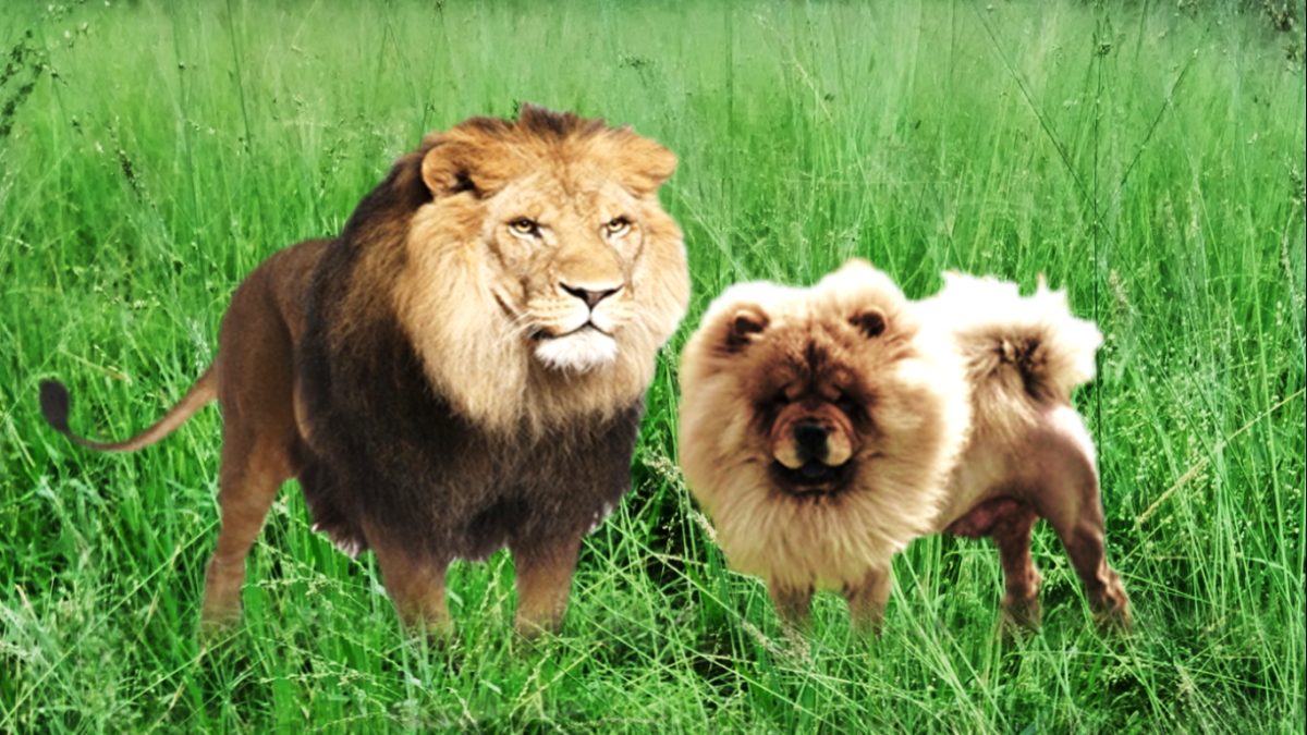Seven Dogs That Look Like Lions PetHelpful