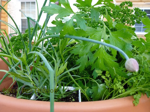 Parsley, tarragon, chervil and chives are easy to grow spring herbs.