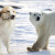 Seven Dogs That Look Like Bears | hubpages