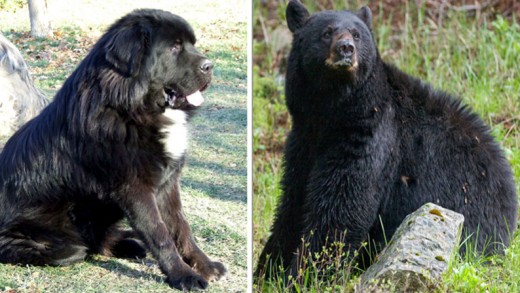 what breed of dog looks like a bear