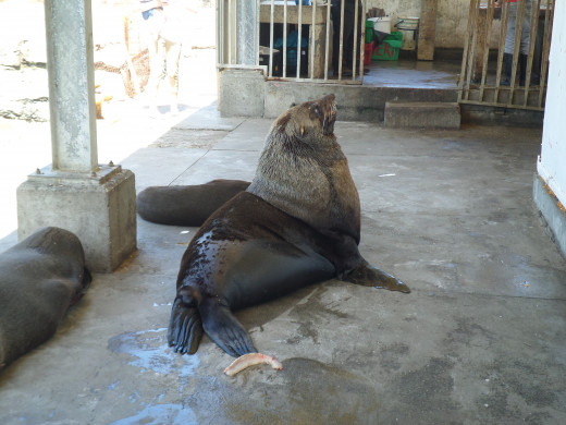 This old Seal sits here waiting for lunch from the local fishermen in Kalk Bay.