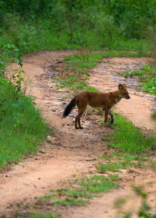 Wild dog - Dhole - At Kabini during a jeep safari