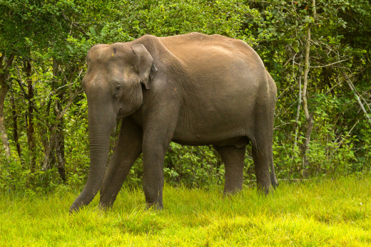 Asian Elephant