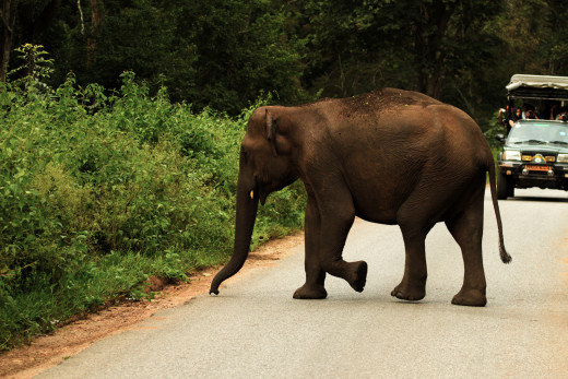 Asian Elephant crossing the State highway. 
