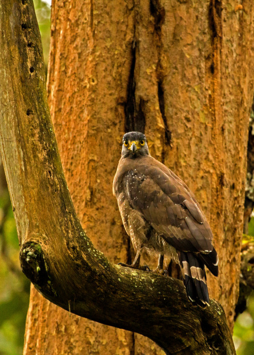 Serpent Eagle
