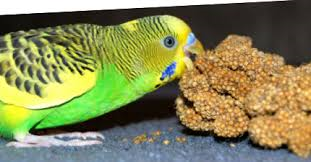 Budgies love Millet Seed, too much is bad for them